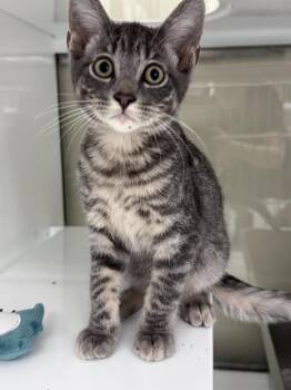 Sunkist -  Domestic Short Hair Cat for Adoption in Saint Paul, Minnesota - Sunkist | PetCurious