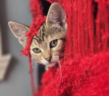 Lady Bug -  Domestic Short Hair Cat for Adoption in Fishers, Indiana - Lady Bug | PetCurious