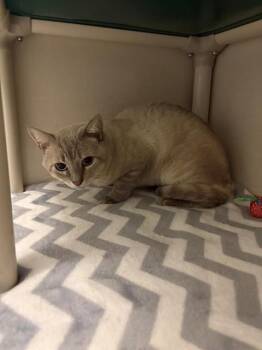 BLUE EYES -  Domestic Short Hair Cat for Adoption in Forney, Texas - BLUE EYES | PetCurious