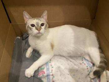 Clove -  Siamese and Domestic Short Hair Cat for Adoption in Fort Worth, Texas - Clove | PetCurious
