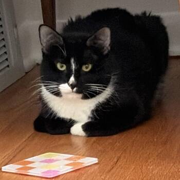 Mordecai -  Domestic Short Hair Cat for Adoption in Evanston, Illinois - Mordecai | PetCurious