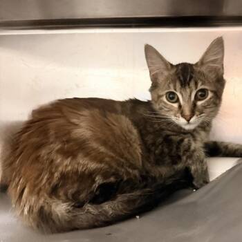 Tweedle -  Domestic Short Hair Cat for Adoption in Palm Springs, California - Tweedle | PetCurious