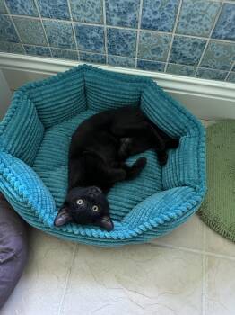 Wednesday -  Domestic Short Hair Cat for Adoption in Hartville, Ohio - Wednesday | PetCurious