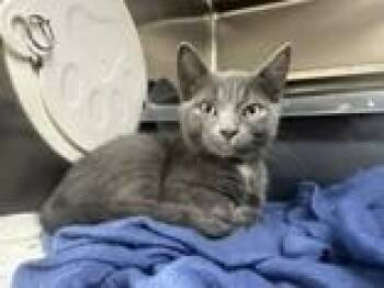 Betta -  Domestic Short Hair Cat for Adoption in Manitowoc, Wisconsin - Betta | PetCurious