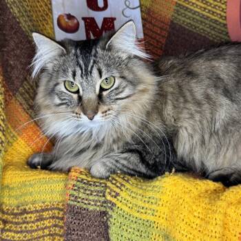 Rescue Siberian and Maine Coon Cats for Adoption in Mount Vernon, Illinois - Churro & Misfit (Bonded Pair) | PetCurious