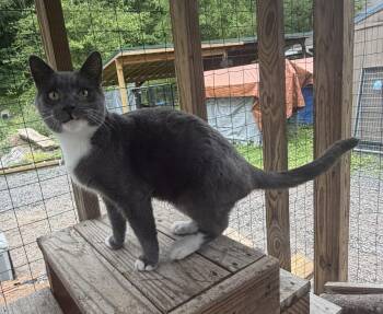 Nikolai -  Domestic Short Hair Cat for Adoption in Elkins, West Virginia - Nikolai | PetCurious