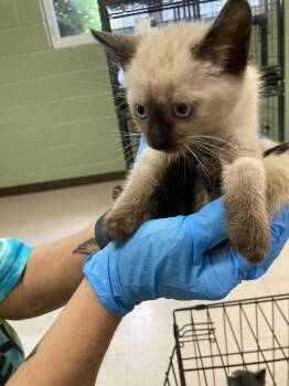 Red -  Domestic Short Hair Cat for Adoption in Burnsville, North Carolina - Red | PetCurious