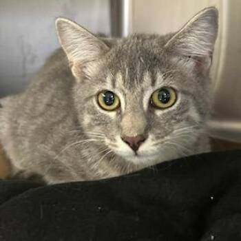 Sprite -  Domestic Short Hair Cat for Adoption in Knoxville, Tennessee - Sprite | PetCurious