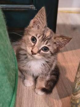 Kar -  Torbie Cat for Adoption in Oriental, North Carolina - Kar | PetCurious