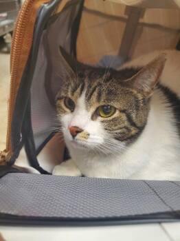 Quotation -  Domestic Short Hair Cat for Adoption in Cincinnati, Ohio - Quotation | PetCurious
