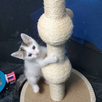 Rescue Domestic Medium Hair Cats for Adoption in San Antonio, Texas - Lois Lane | PetCurious