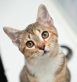Rescue Torbie and Tabby Cats for Adoption in Chattanooga, Tennessee - Elain | PetCurious