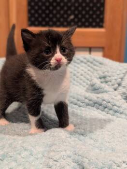 Toe -  Domestic Short Hair Cat for Adoption in Syracuse, Indiana - Toe | PetCurious
