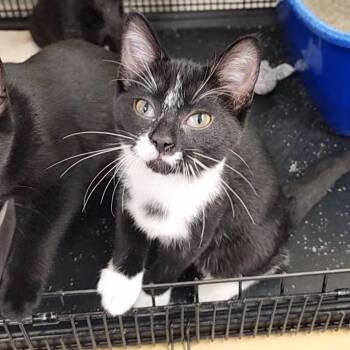 Rescue Domestic Short Hair Cats for Adoption in Monroe, Michigan - Freya | PetCurious