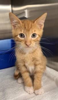CY -  Domestic Short Hair Cat for Adoption in Pearland, Texas - CY | PetCurious
