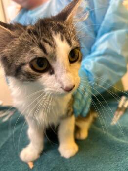Lacey -  Domestic Long Hair Cat for Adoption in Raleigh, North Carolina - Lacey | PetCurious
