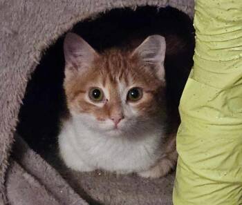 Rescue Domestic Short Hair Cats for Adoption in Camden, South Carolina - Hermie | PetCurious