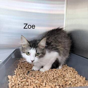 Zoe -  Domestic Long Hair Cat for Adoption in Knoxville, Tennessee - Zoe | PetCurious