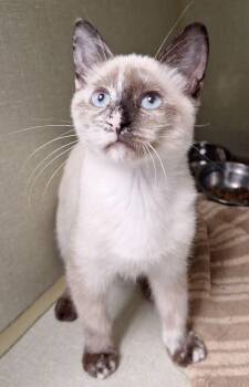 Marshmallow -  Siamese and Domestic Short Hair Cat for Adoption in Tulsa, Oklahoma - Marshmallow | PetCurious