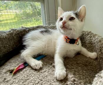 Mike -  Domestic Short Hair Cat for Adoption in Ashland, Ohio - Mike | PetCurious