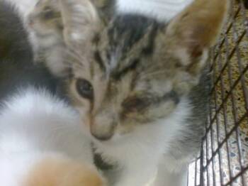 IVORY -  Domestic Short Hair Cat for Adoption in Doral, Florida - IVORY | PetCurious