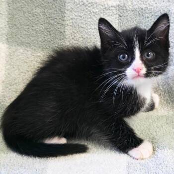 Harmony -  Domestic Short Hair Cat Available for Adoption in Mt. Juliet, Tennessee - Harmony | PetCurious