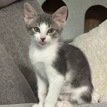 Giggles -  Domestic Short Hair Cat for Adoption in League City, Texas - Giggles | PetCurious