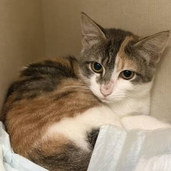 Carly -  Domestic Short Hair Cat for Adoption in San Antonio, Texas - Carly | PetCurious