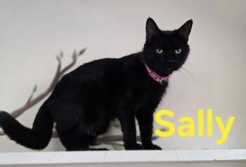 Rescue Domestic Short Hair Cats for Adoption in Martinsburg, West Virginia - Sally | PetCurious