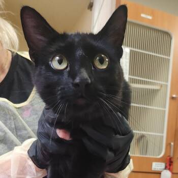 Cricket -  Domestic Short Hair Cat for Adoption in Murray, Utah - Cricket | PetCurious