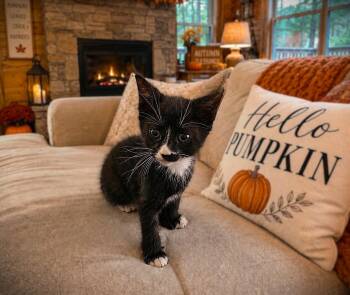 Clove -  Tuxedo Cat for Adoption in Fort Myers, Florida - Clove | PetCurious