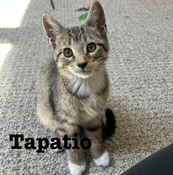 Domestic Short Hair Cats Available for Adoption in Fishers, Indiana - Tapatio | PetCurious