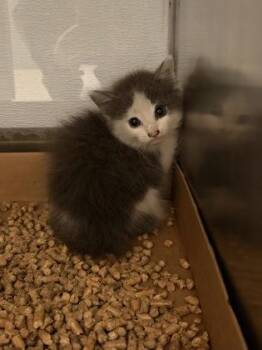 Philadelphia -  Domestic Long Hair and Domestic Short Hair Cat for Adoption in Gastonia, North Carolina - Philadelphia | PetCurious