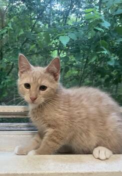 Benny -  Domestic Short Hair Cat for Adoption in Troy, New York - Benny | PetCurious