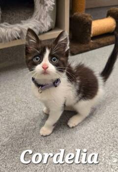 Cordelia -  Domestic Short Hair Cat for Adoption in Sidney, Ohio - Cordelia | PetCurious