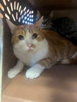 JAKE -  Domestic Short Hair Cat Available for Adoption in Blythe, California - JAKE | PetCurious
