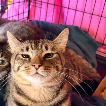 Harvey -  Domestic Short Hair Cat for Adoption in Philadelphia, Pennsylvania - Harvey | PetCurious