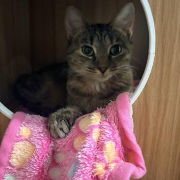 Tilly -  Domestic Short Hair Cat for Adoption in Nashville, Tennessee - Tilly | PetCurious