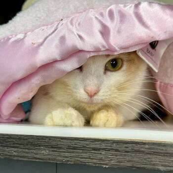 Rosa -  Domestic Short Hair Cat for Adoption in Matteson, Illinois - Rosa | PetCurious
