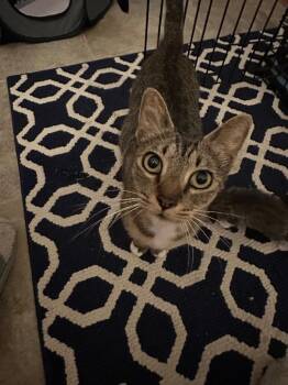 Liberty -  Domestic Short Hair Cat for Adoption in The Woodlands, Texas - Liberty | PetCurious