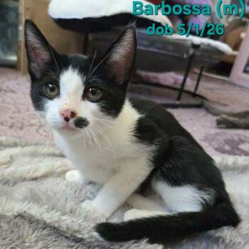 Barbosa -  Domestic Short Hair Cat for Adoption in Clayton, California - Barbosa | PetCurious