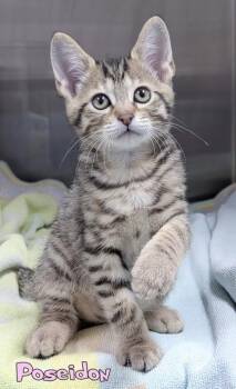 Poseidon -  Domestic Short Hair Cat for Adoption in Mason, Michigan - Poseidon | PetCurious