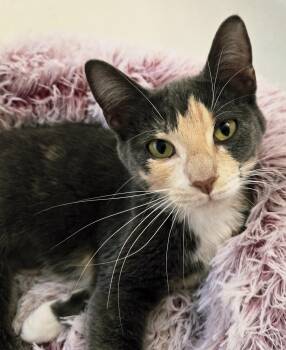 Domestic Short Hair Cats Available for Adoption - Vespertine  | PetCurious