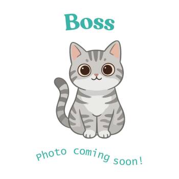 Boss -  American Shorthair Cat Available for Adoption in Houston, Texas - Boss | PetCurious