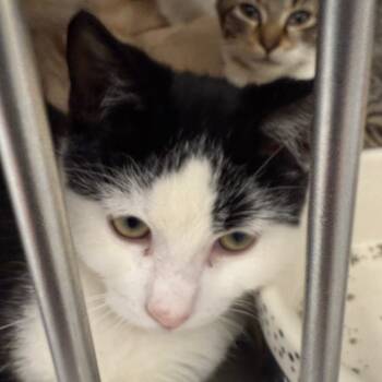 Rescue Domestic Short Hair Cats for Adoption in Evansville, Indiana - Trash Panda | PetCurious