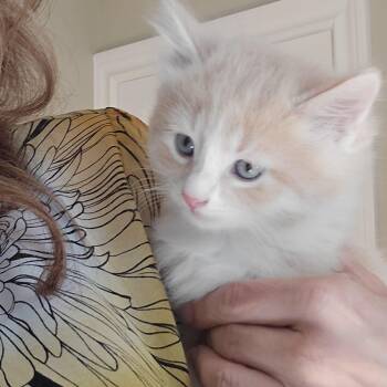 Domestic Short Hair Cats Available for Adoption in Woodbridge Township, New Jersey - Jacob | PetCurious