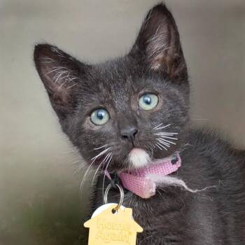 RUBY -  Domestic Short Hair Cat for Adoption in St. Louis, Missouri - RUBY | PetCurious