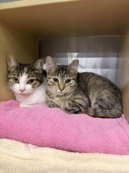 Vows -  Domestic Short Hair Cat for Adoption in Cleveland, Ohio - Vows | PetCurious