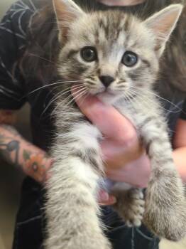 Domestic Short Hair and Maine Coon Cats Available for Adoption in Oceanside, California - Dipper | PetCurious