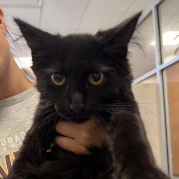 Bartholomew -  Domestic Medium Hair Cat for Adoption in Rifle, Colorado - Bartholomew | PetCurious